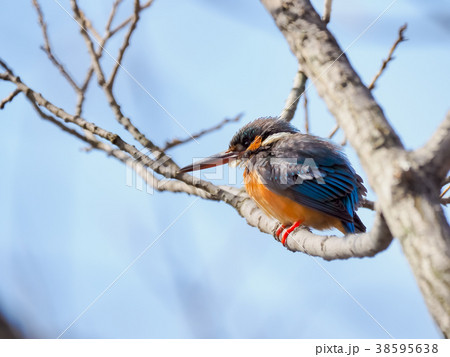 枝の上のカワセミ 枝の上のカワセミ 38595638