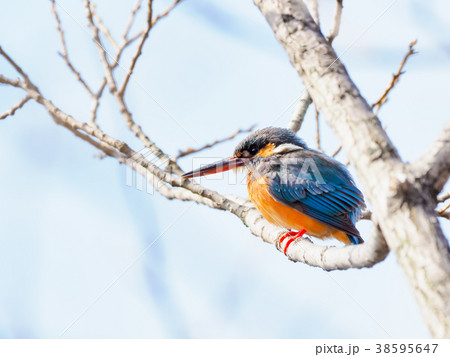枝の上のカワセミ 枝の上のカワセミ 38595647