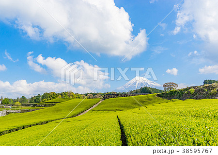 【静岡県】富士山と茶畑 【静岡県】富士山と茶畑 38595767