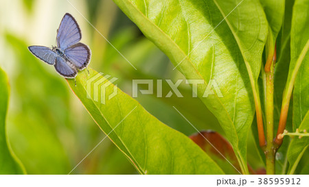 Blue Butterfly Perched Blue Butterfly Perched 38595912