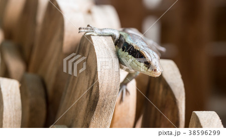 Skink in a Pile of Wooden Skink in a Pile of Wooden 38596299
