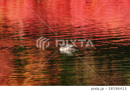 赤い湖面と水鳥の写真素材 [38596413] - PIXTA