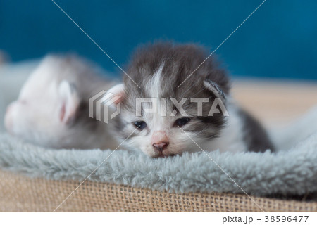 Kitten sleeping on bed 38596477