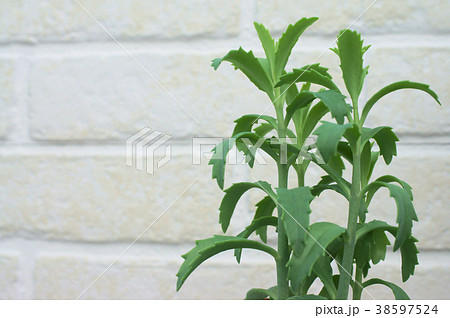 カランコエ・ラウヒー 幸来花 葉 カランコエ・ラウヒー 幸来花 葉 38597524