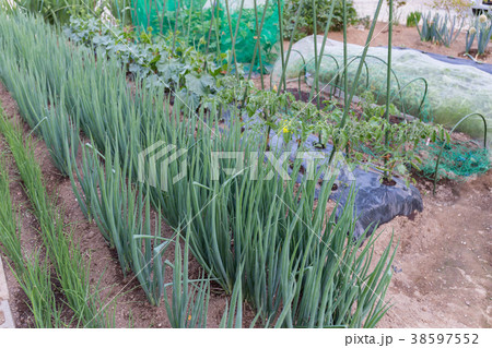 ネギの生育　トマト　きゅうり（家庭菜園） 38597552