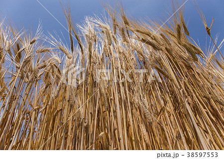ビール麦　麦畑（5月） 38597553