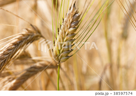 ビール麦　麦畑（5月） 38597574
