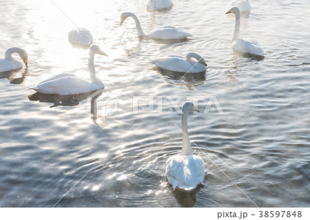 Beautiful white whooping swans Beautiful white whooping swans 38597848