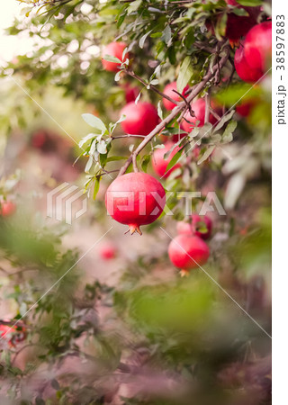 Ripe pomegranate fruits hanging on a tree branches Ripe pomegranate fruits hanging on a tree branches 38597883