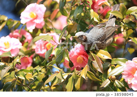 ピンク色の椿の花にひよどり 38598045