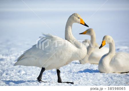 白鳥 38598065