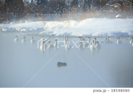 白鳥 38598080