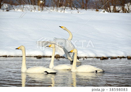 白鳥 38598083