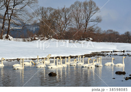 白鳥 38598085