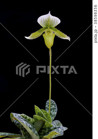 Paphiopedilum close up 38598356