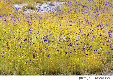 Pha Taem National Park Pha Taem National Park 38598359