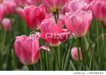 チューリップ ﾁｭｰﾘｯﾌﾟ 花 38598634