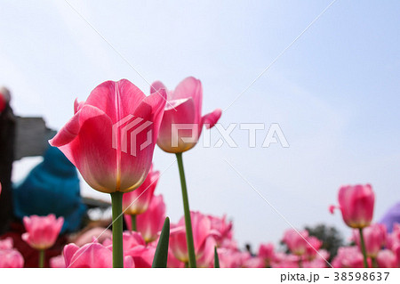 チューリップ チューリップ 花 38598637