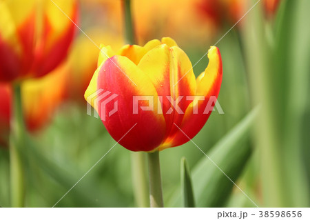 チューリップ ﾁｭｰﾘｯﾌﾟ 花 38598656