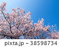 桜と青空 38598734