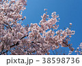 桜と青空 38598736