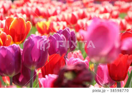 チューリップ チューリップ 花 38598770