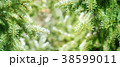 Green firs branches. Nature  background. 38599011