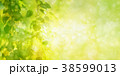 Green birch  leaves background. 38599013