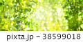 Green birch  leaves  bokeh background.  38599018