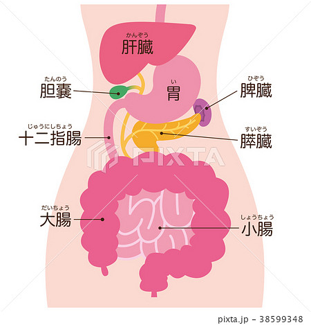 消化器系 脾臓 ボディ 名称のイラスト素材