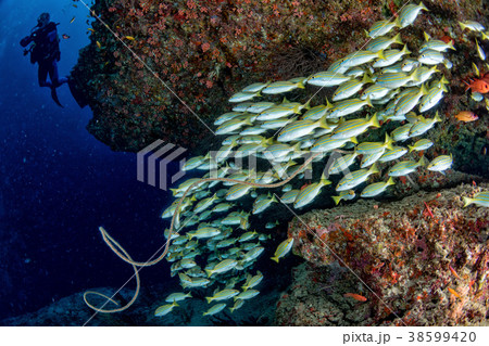 scuba diver silhouette and school yellow Snapper scuba diver silhouette and school yellow Snapper 38599420
