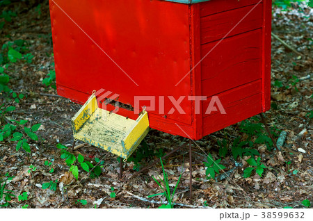 bee apiary in the forest 38599632