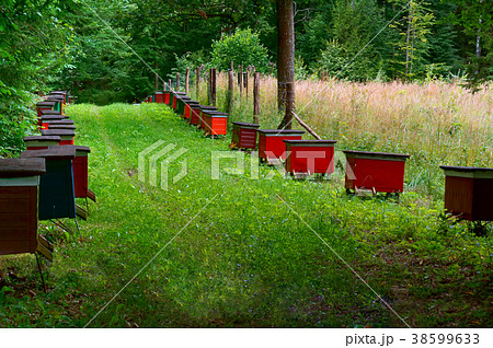 bee apiary in the forest 38599633
