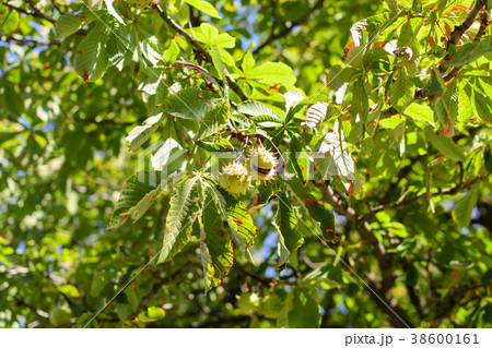Autumn thorny chestnuts hang on a tree Autumn thorny chestnuts hang on a tree 38600161