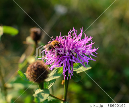 Bee on a purple flower on a meadow Bee on a purple flower on a meadow 38600162