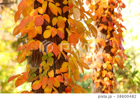 つた紅葉 つた紅葉 38600482