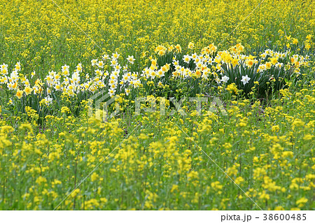 水仙と菜の花 38600485