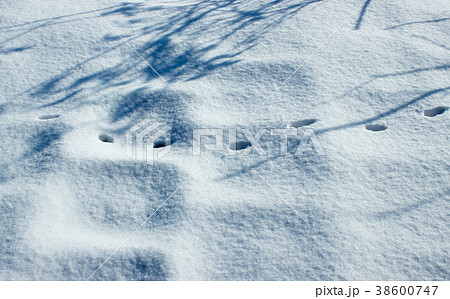 Cat tracks in the snow landscape 38600747