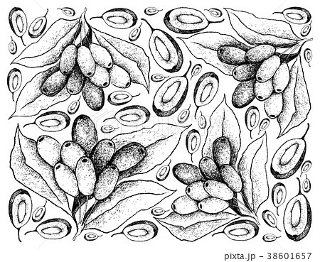 Hand Drawn Background of Fresh Jambolan Plums 38601657