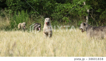 Irish wolfhounds running in nature Irish wolfhounds running in nature 38601838