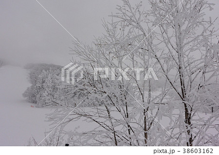 冬の蔵王坊平高原 冬の蔵王坊平高原 38603162