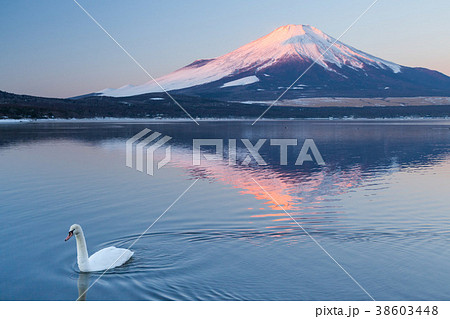 山中湖の逆さ富士と白鳥 山中湖の逆さ富士と白鳥 38603448