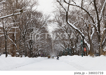 雪景色の北海道大学　キャンパス 38603739
