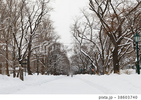 雪景色の北海道大学　キャンパス 38603740