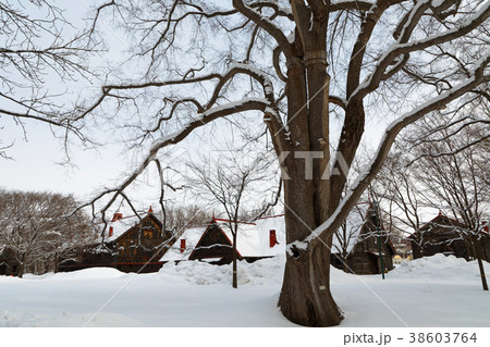 雪景色の札幌農学校第2農場 大きなハルニレの木と牧牛舎 雪景色の札幌農学校第2農場 大きなハルニレの木と牧牛舎 38603764