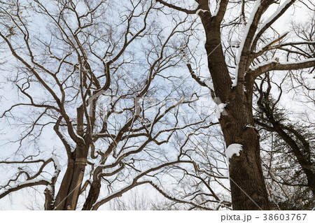 雪景色の札幌農学校第2農場 ハルニレ 雪景色の札幌農学校第2農場 ハルニレ 38603767