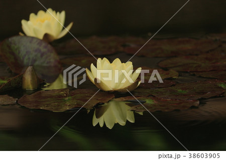 睡蓮の花 睡蓮の花 38603905