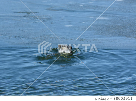 Male hooded merganser guck drake diving 38603911