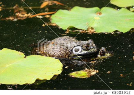 ウシガエル 38603912