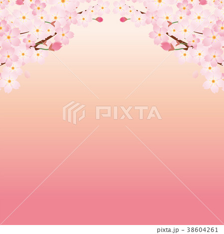 アーチ型の桜のイラスト 春のイメージの背景画像 桜の木 ソメイヨシノのイラスト素材